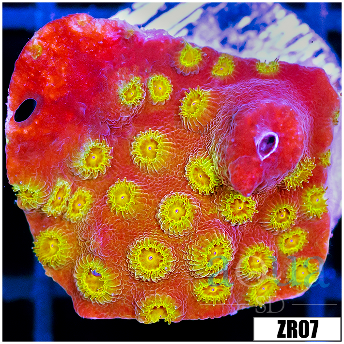 ASD 24k Gold Cyphastrea