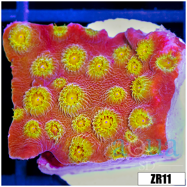 ASD 24k Gold Cyphastrea