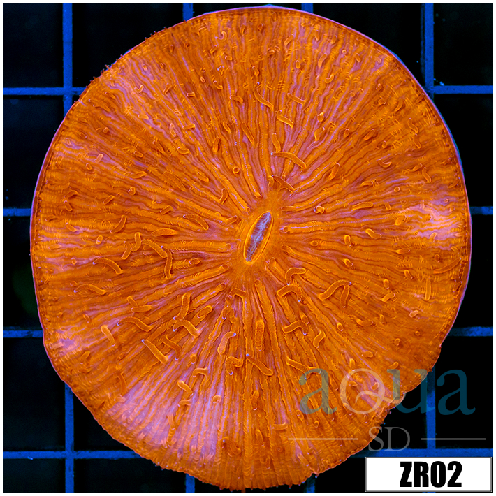 Orenji Eye Plate Coral