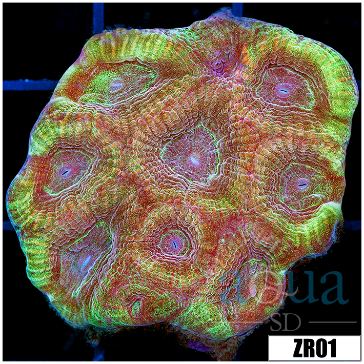 Peach Soul Favia Colony Starter