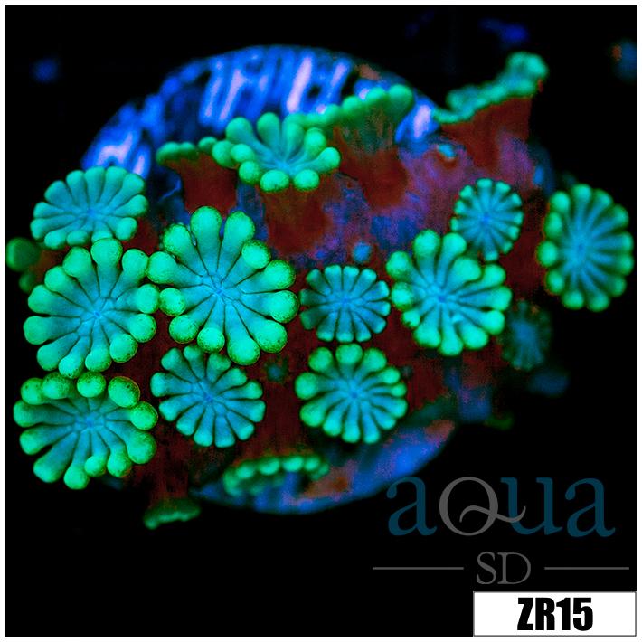 Green Petals Alveopora