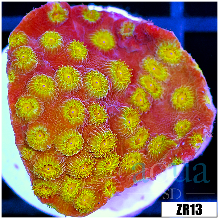 ASD 24k Gold Cyphastrea