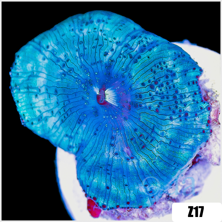 Blue Man Discosoma Mushroom