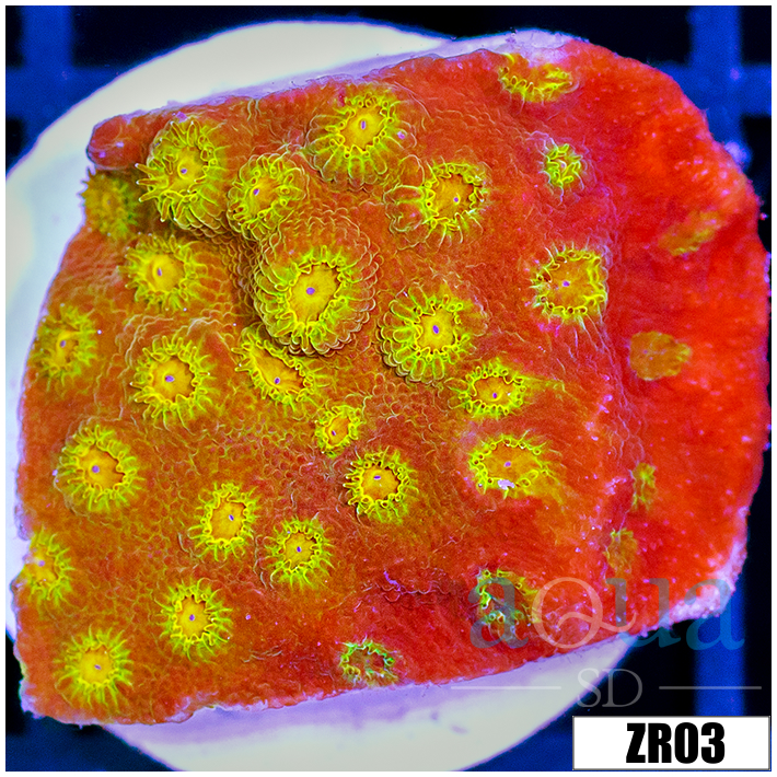 ASD 24k Gold Cyphastrea