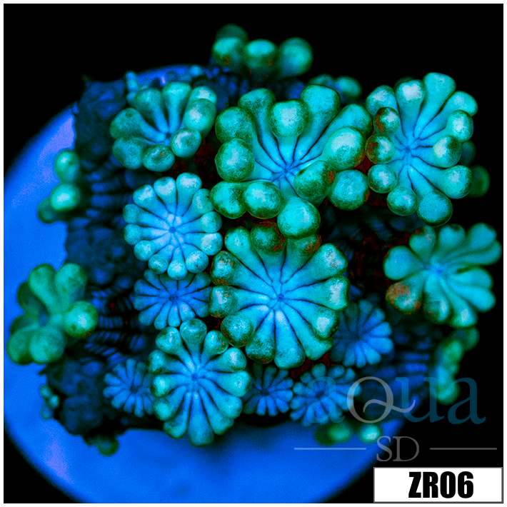 Aussie Ice Alveopora
