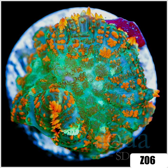 Flaming Rhodactis Mushroom