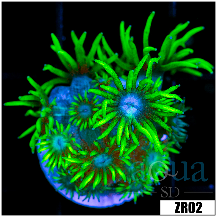 Neon Star Goniopora