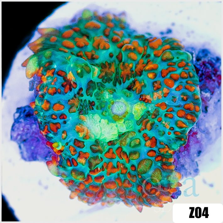 Flaming Rhodactis Mushroom