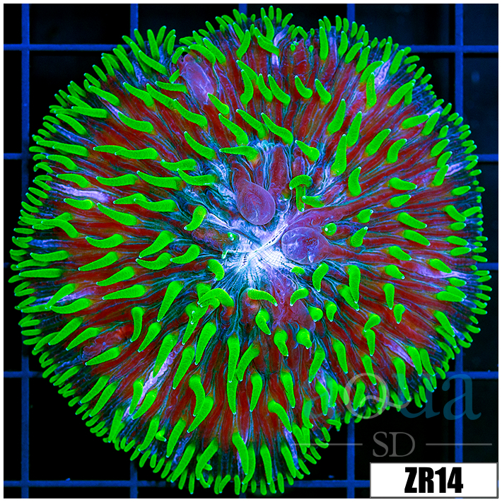 Jokers Plate Coral