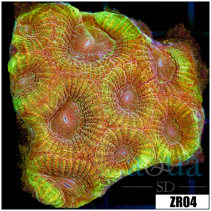 Peach Soul Favia Colony Starter