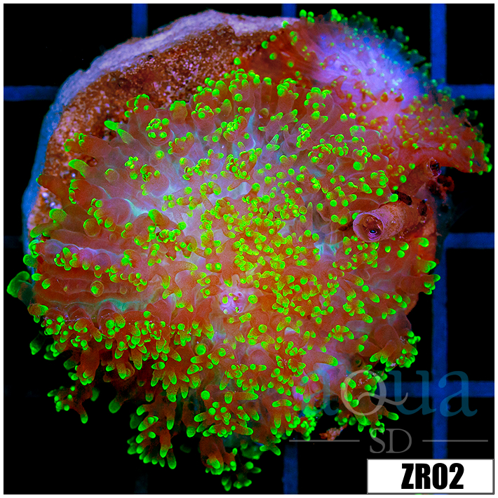 Nuclear Fuzzy Mushroom