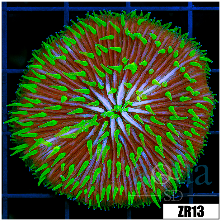 Jokers Plate Coral