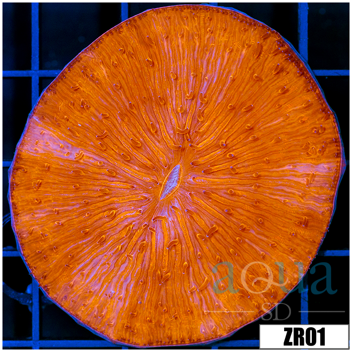 Orenji Eye Plate Coral