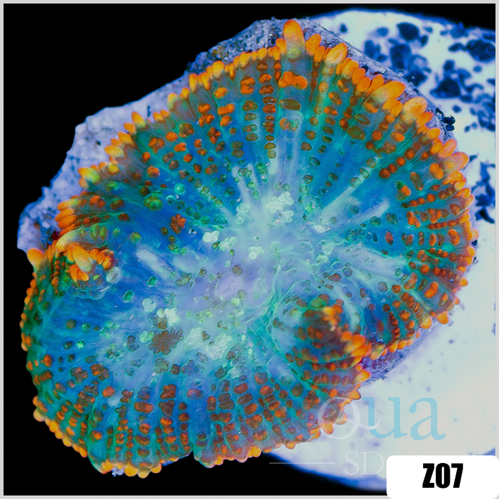 Flaming Rhodactis Mushroom