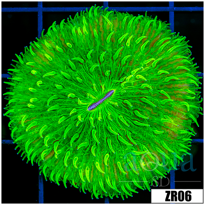 Nuclear Plate Coral
