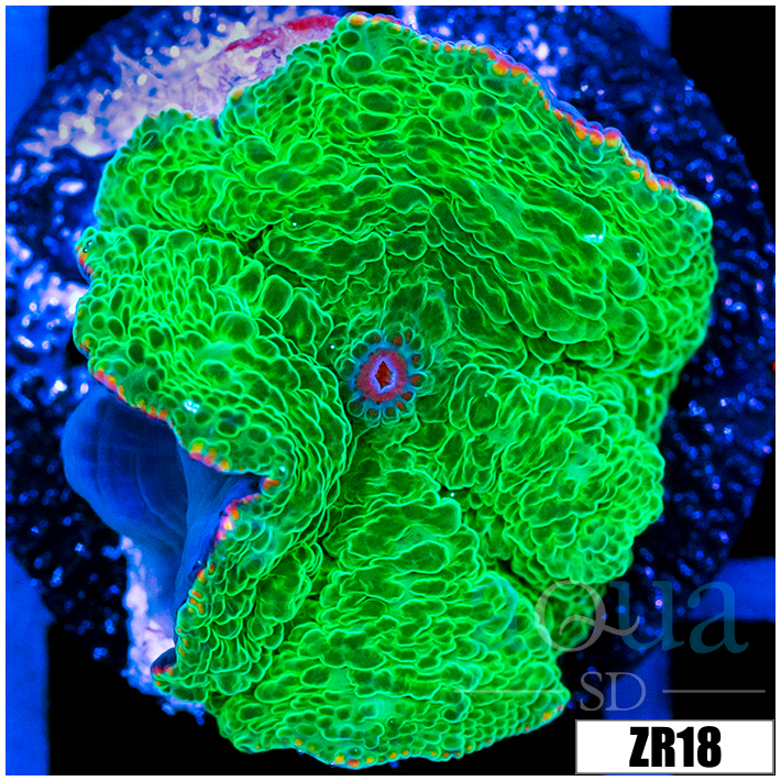 Toxic Discosoma Mushroom
