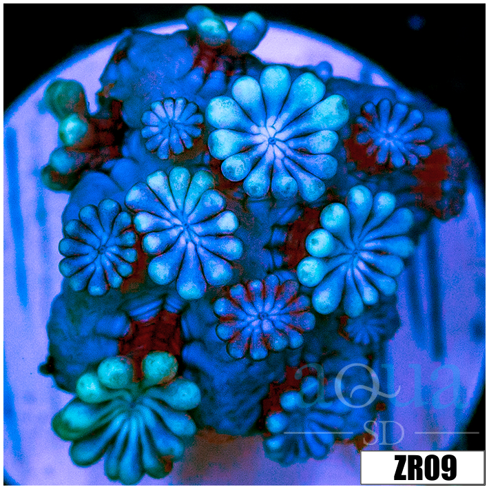 Aussie Ice Alveopora