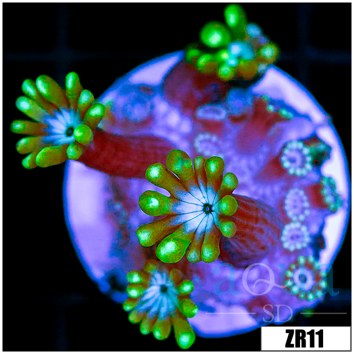 Aussie Alveopora