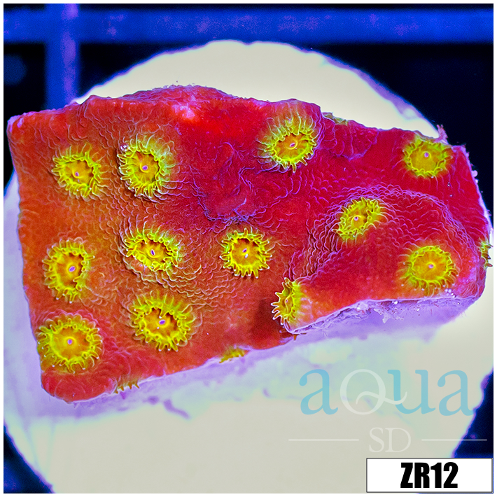 ASD 24k Gold Cyphastrea