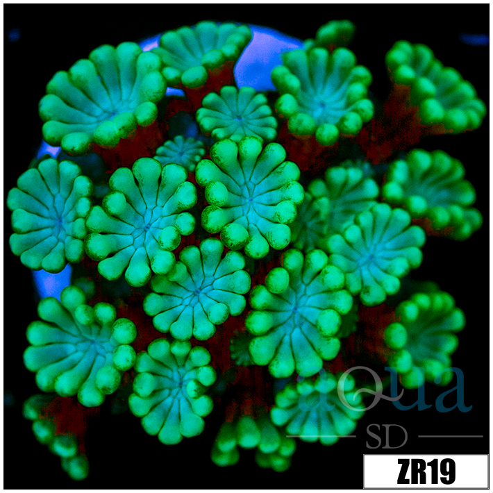 Green Petals Alveopora