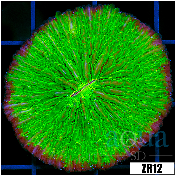 Nuclear Plate Coral
