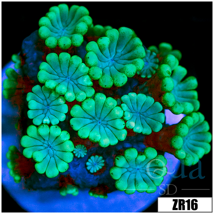 Green Petals Alveopora