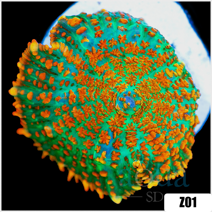 Flaming Rhodactis Mushroom