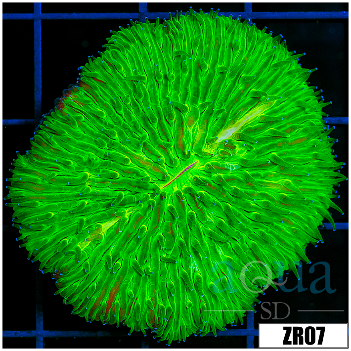 Nuclear Plate Coral