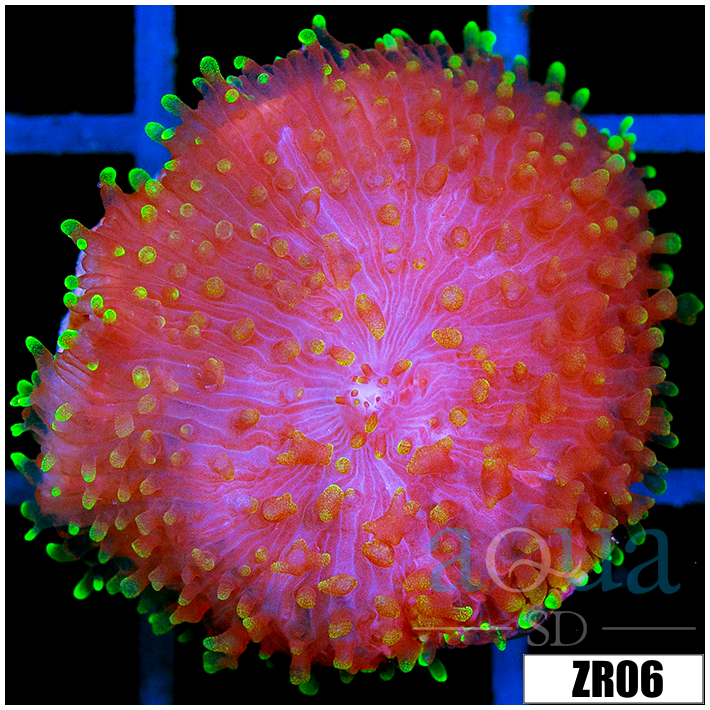Nuclear Fuzzy Mushroom