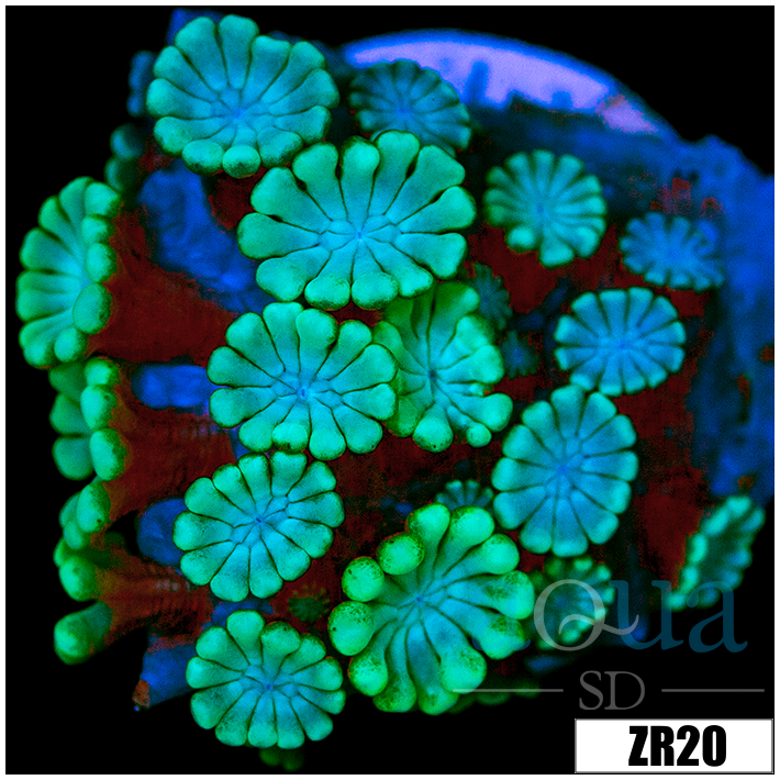 Green Petals Alveopora