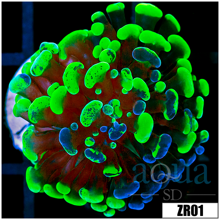 Indo Neon Hammer