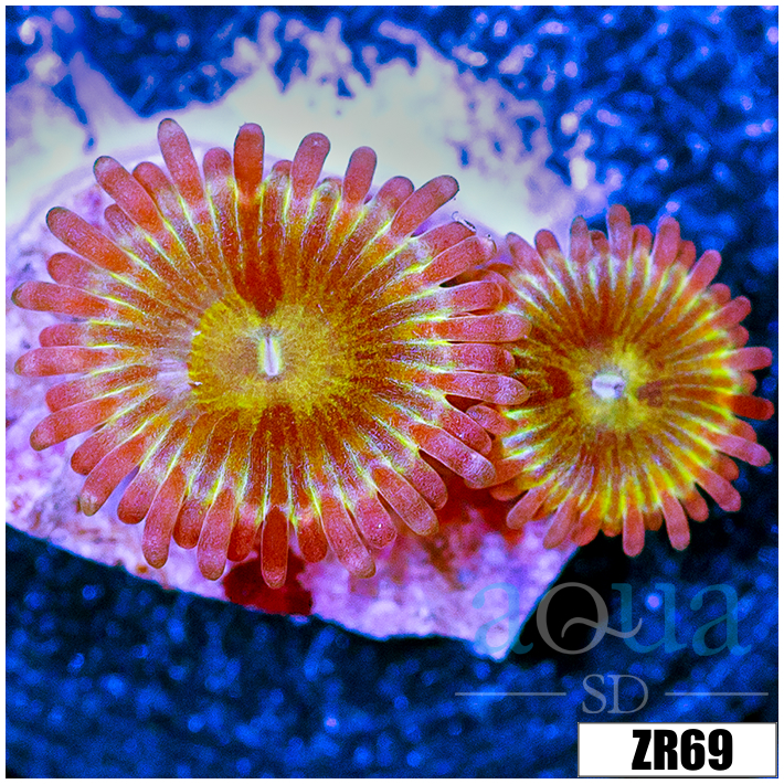 Chiquita Zoanthids
