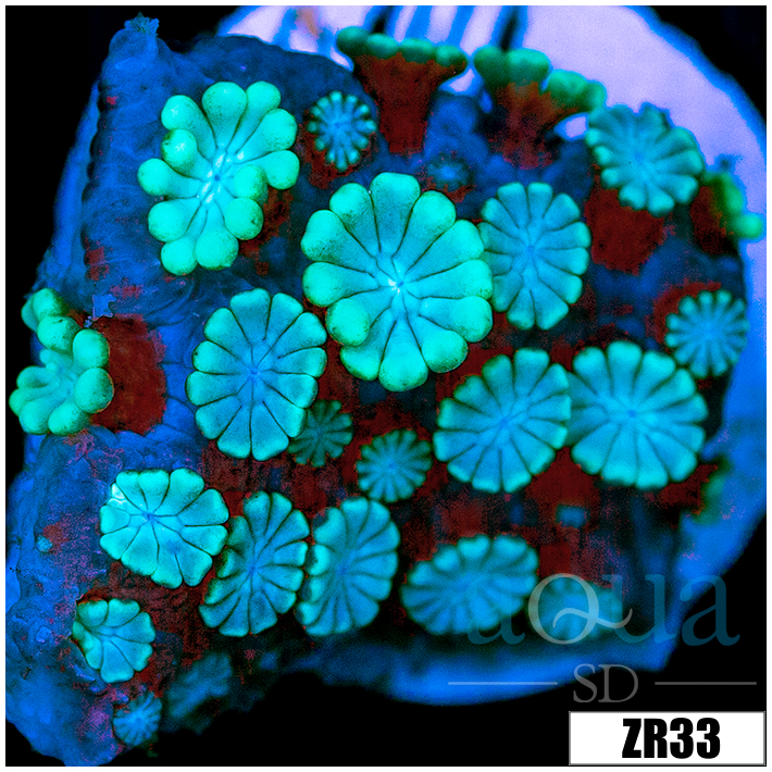 Aussie Ice Alveopora