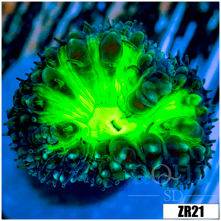 Ultra Nuclear Core Blasto Wellsi