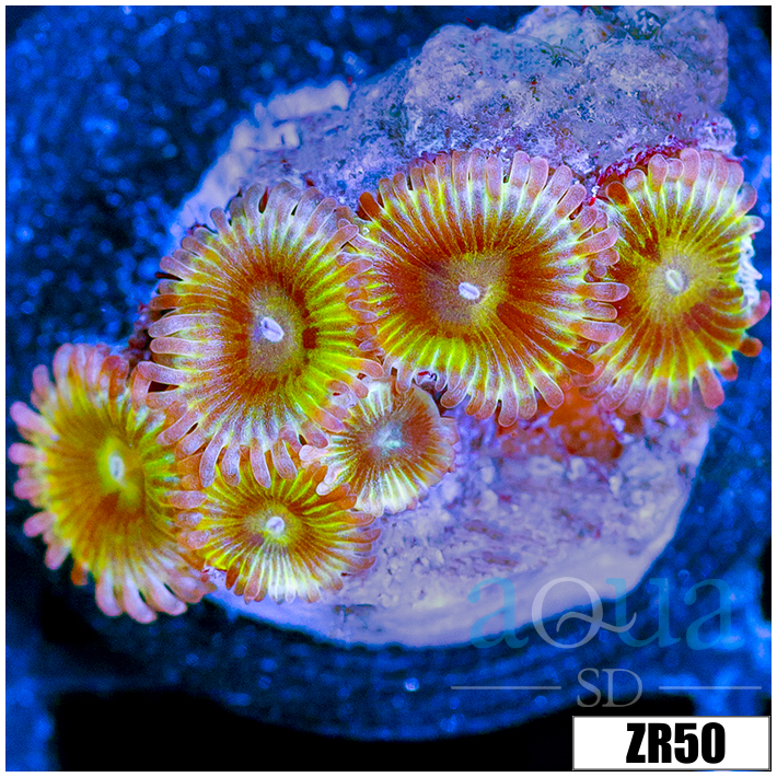Chiquita Zoanthids