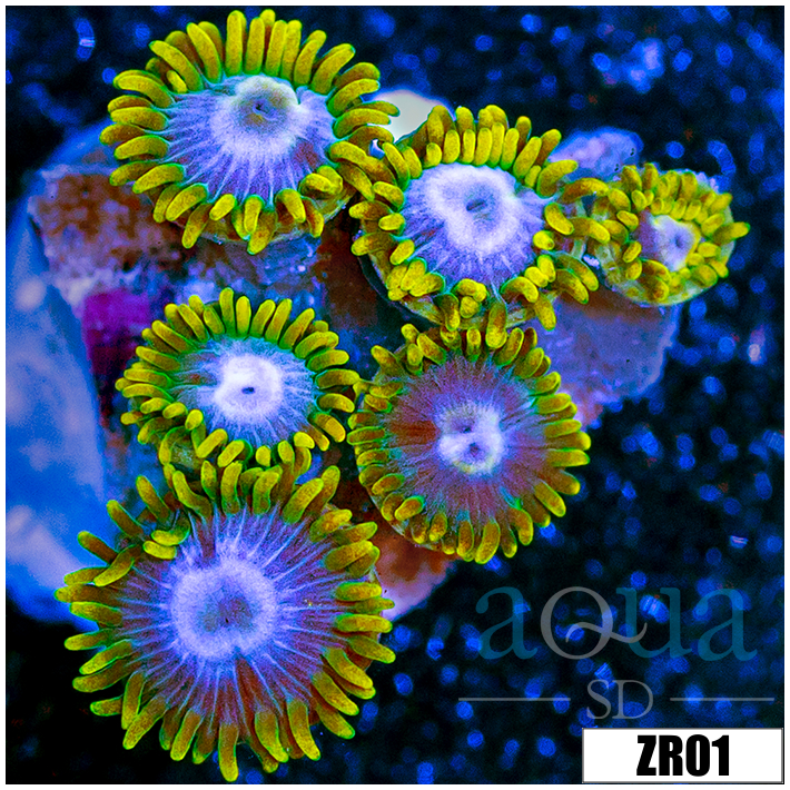 Blow Pop Zoanthids