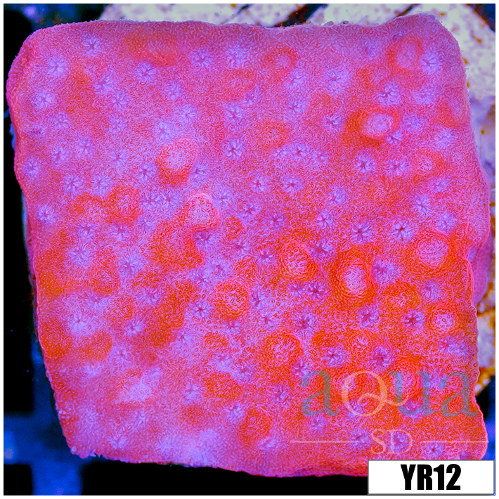 Orange Phoenix Montipora