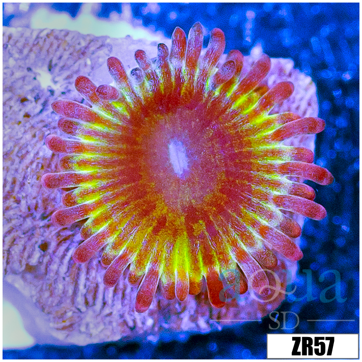 Chiquita Zoanthids