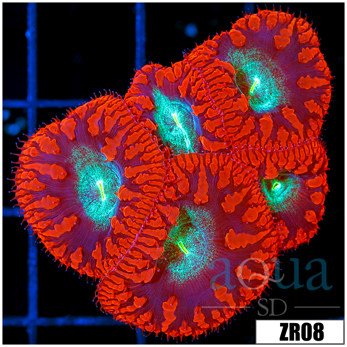 Red Rim Blasto Wellsi Mini Colony