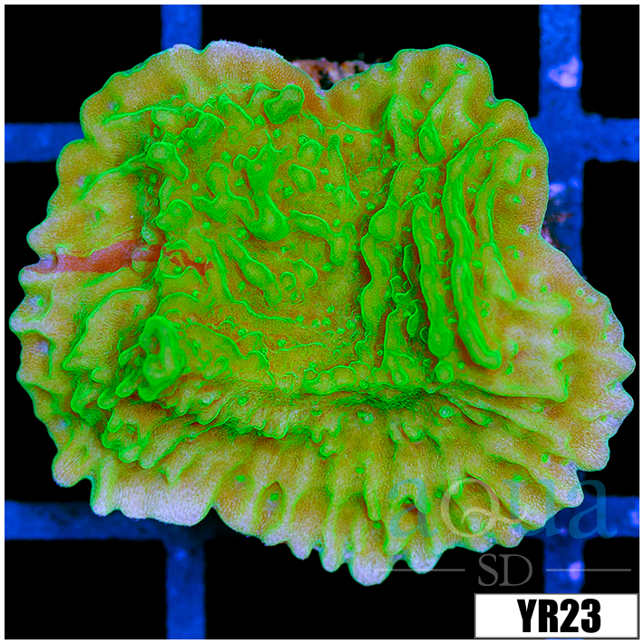 JF Cold Fusion Montipora