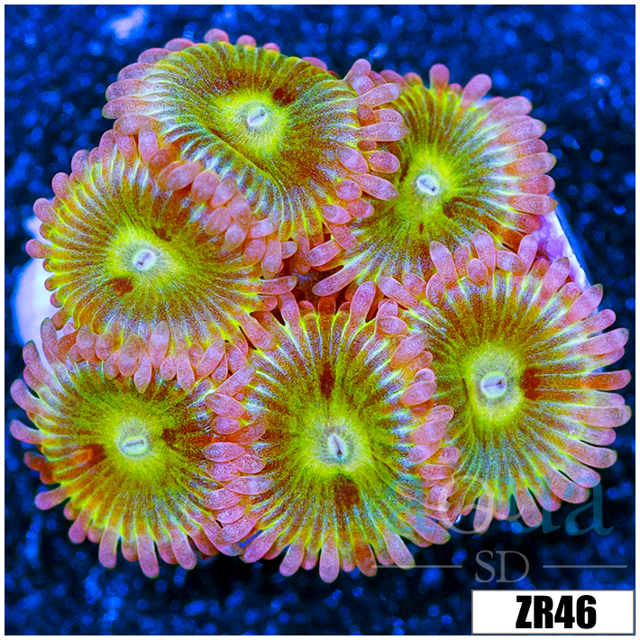 Chiquita Zoanthids