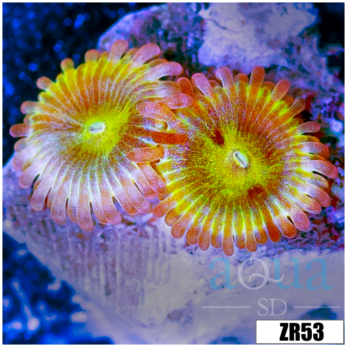 Chiquita Zoanthids