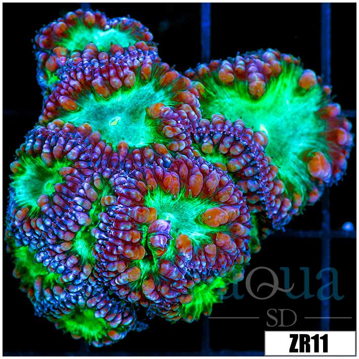 Purple Rim Blasto Wellsi Mini Colony