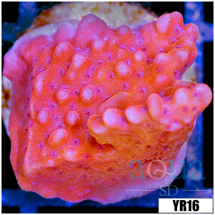 Orange Phoenix Montipora