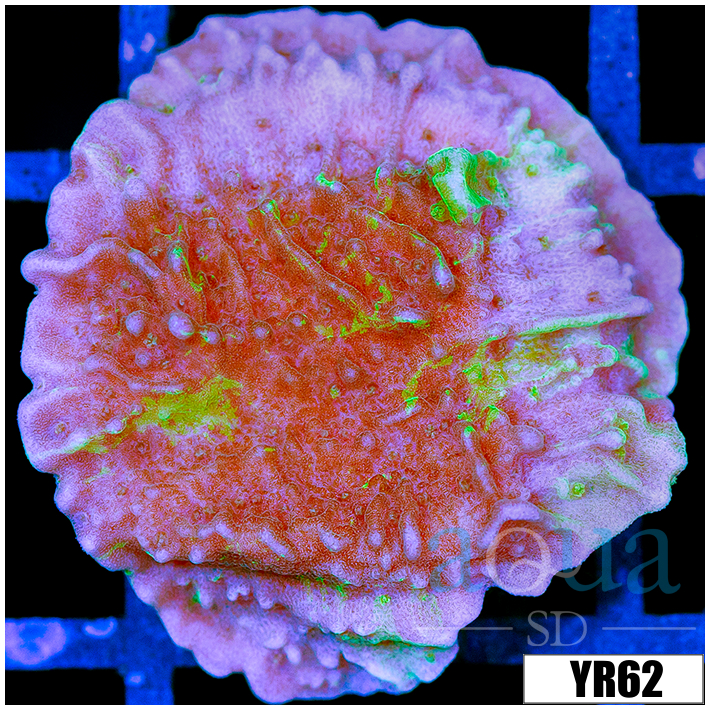 JF Cold Fusion Montipora