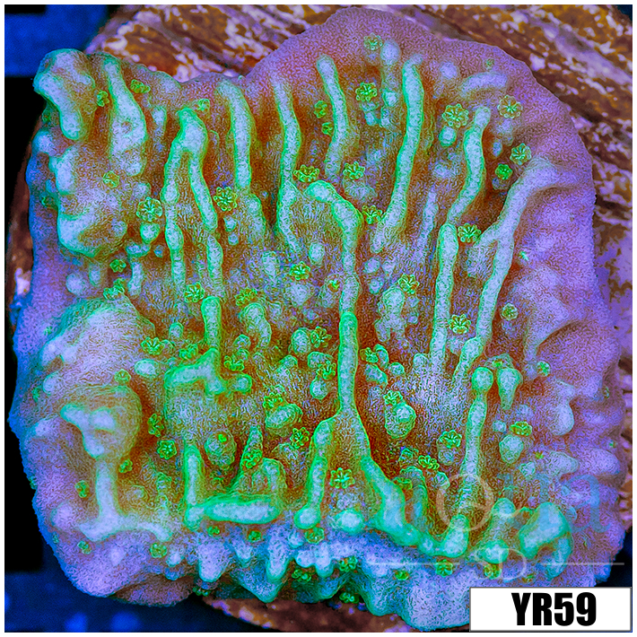 Nuclear Montipora