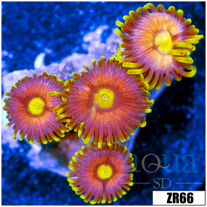 Flaming Pumpkin Zoanthids