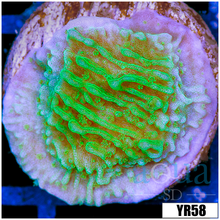 Nuclear Montipora