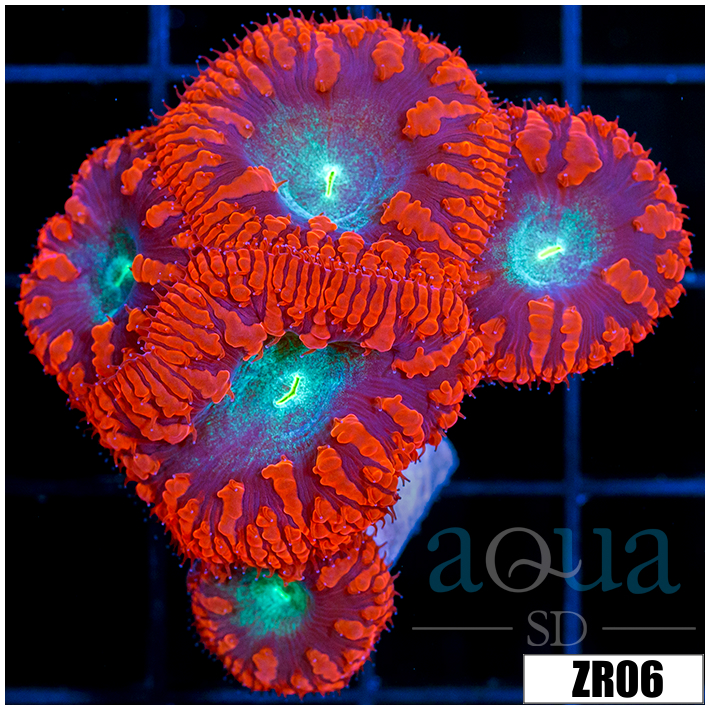 Red Rim Blasto Wellsi Mini Colony