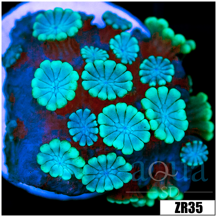 Aussie Ice Alveopora